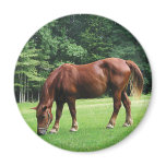 Horse Grazing in Pasture magnets
