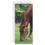 Horse Grazing in Pasture rack cards