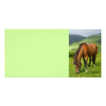 Horse grazing photo cards