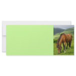 Horse grazing rack cards