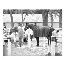 Horse Haven Photo
