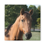 Horse head magnet
