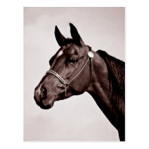 Horse Head Sepia Chocolate Postcards