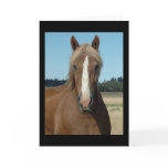 Horse Hello Card