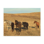 Horse Herd in the West postcards