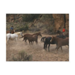 Horse Herding postcards