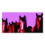 Horse - Horses photo cards