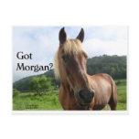 Horse Humor: Got Morgan? Postcards