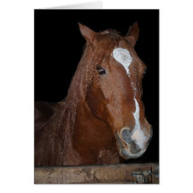 Horse II Greeting Card