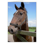 Horse in a Field cards