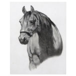 HORSE IN PENCIL flyers