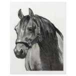 HORSE IN PENCIL: FRONT VIEW flyers