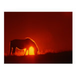 Horse in Red Sunset Post Card
