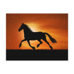 Horse In Sunset Postcards