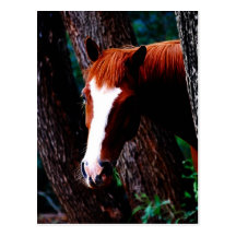Horse in the forest postcards