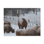 Horse in the snow postcards