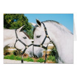 HORSE KISS CARDS