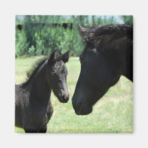 Horse love between mum and her baby foal fridge magnets