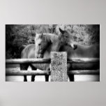 Horse Love! Two Horses Hugging Print