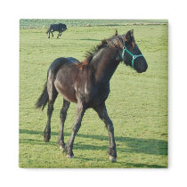 Horse  magnet