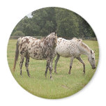 Horse Magnet