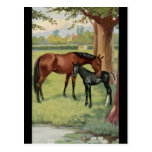 Horse Mare Foal Equestrian Vintage Image Postcards