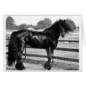 Horse modelling cards