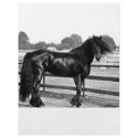 Horse modelling flyers