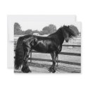 Horse modelling invitations