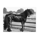 Horse modelling postcards