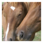 Horse Nuzzle Invitations