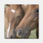 Horse Nuzzle Square Magnet