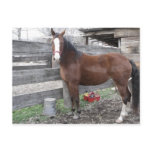 Horse of course Postcard