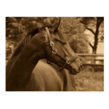 Horse of My Heart Post Cards