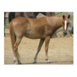 Horse on a hot day postcards