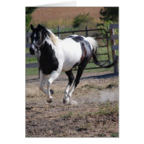 Horse/Paint Pinto Greeting Cards