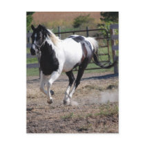 Horse/Paint Pinto Post Cards