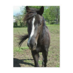 Horse Paint Postcard