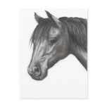 HORSE: PENCIL ART: REALISM postcards