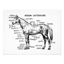 Horse Personalized Announcements