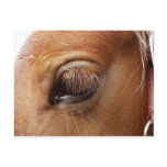 Horse / Pony Eye Close Up - Horse Photography postcards