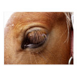 Horse / Pony Eye Close Up - Horse Photography Post Card