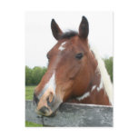 Horse Portrait Postcards