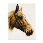 Horse Portrait postcards