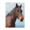 Horse portrait postcards