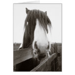 Horse Portrait (Sepia) Greeting Card