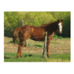 Horse Post Card