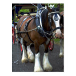 Horse Post Cards