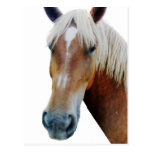 Horse postcards