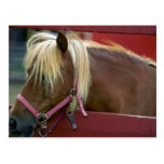 Horse Post Cards